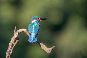 kingfisher on branch