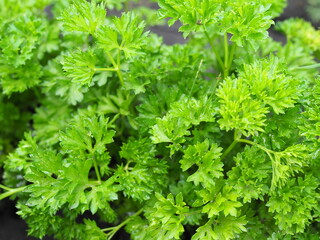 Curly parsley on the ground close-up