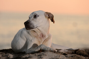 dog in the sand