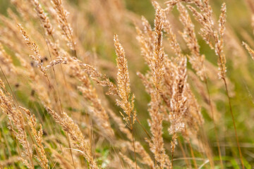 Fototapeta premium Nahaufnahme von Wiesengräsern im Sommer