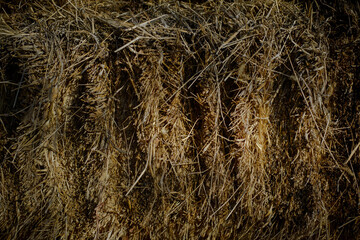 dry grass texture