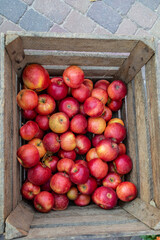 viele leckere reife Äpfel (Santana) in einer Holzkiste