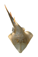 Beaked guitarfish