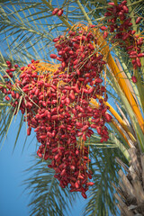 Date palm tree with unripe dates