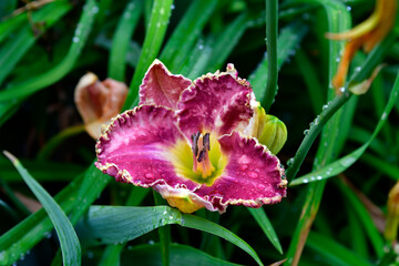 Fototapeta premium Botany, Daylily
