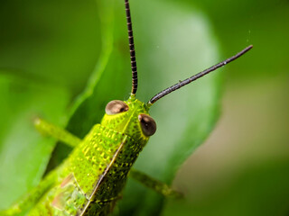 macro green grasshopper with a blurred background