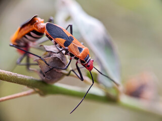 bapak pucung (Pyrrhocoridae) in the tropical nature of yogyakarta