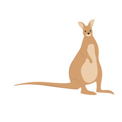Kangaroo Illustration