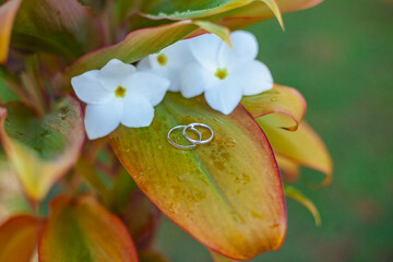 close-up two silver wedding rings lie on a large leaf of a tropical plant of yellow-orange color...