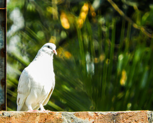 white dove perched on a branch