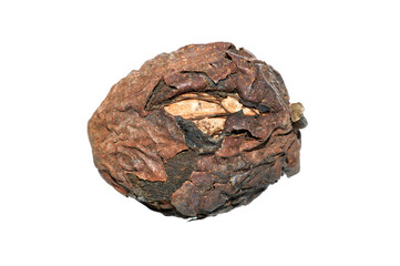walnut isolated on white background