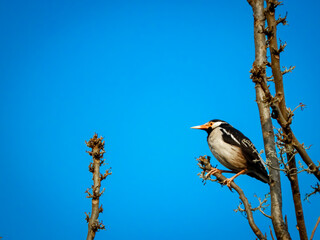 blue tit on a branch