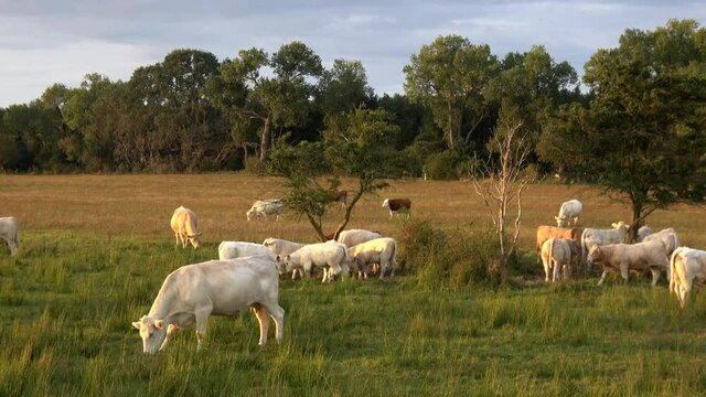 K&uuml;he und Bullen (Charolais) bei Sonnenuntergang auf einer Weide