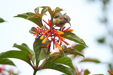 bird on red and yellow flowers