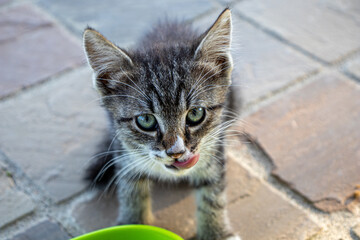 Il cucciolo di gatto soriano &egrave; soddisfatto del suo pasto e si lecca i baffi soddisfatto.
