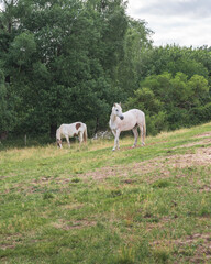 Fototapeta na wymiar Two white horses calmly eating grass in a forest pasture
