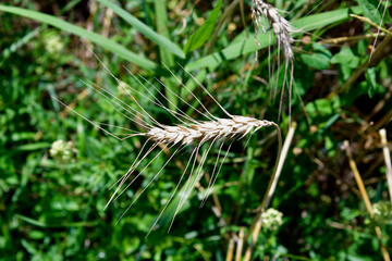 Agriculture, Harvest