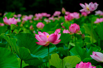 Obraz premium 臼杵の古代蓮