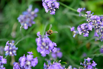 Nature,  Insects