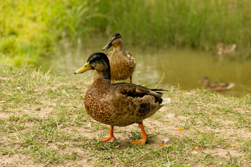 Wild ducks on the shore of the reservoir.