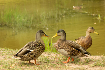 Wild ducks on the shore of the reservoir.