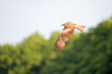 A black kite (Milvus migrans) flying in the morning light in Germany.