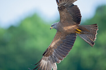 A black kite (Milvus migrans) flying in the morning light in Germany.