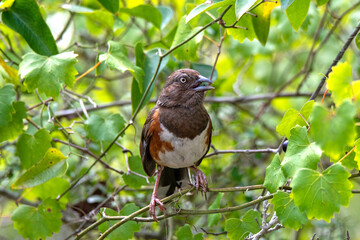 Eastern Towhee