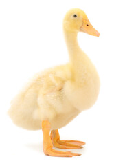 Young cute duckling.