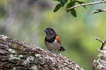 Eastern Towhee