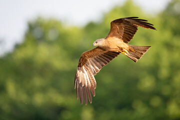 Obraz premium A black kite (Milvus migrans) flying in the morning light in Germany.
