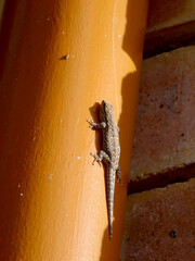Lygodactylus chobiensis