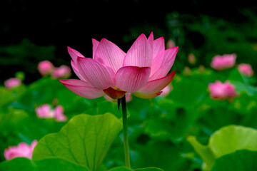 Obraz premium 臼杵の古代蓮