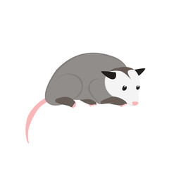 Possum Illustration