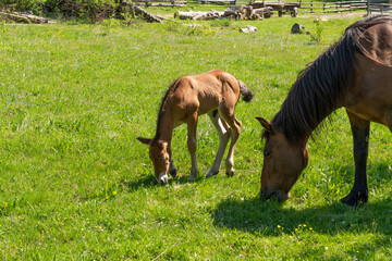Naklejka premium Two horses, a bay and a chestnut grazing in a pasture with a split-rail fence and trees in the background on a sunny day