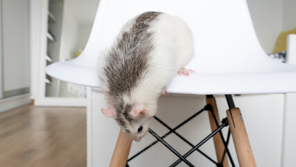 White laboratory domestic rat on the white chair indoor in bedroom
