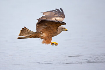 A black kite (Milvus migrans) flying low above a lake in  morning light in Germany.