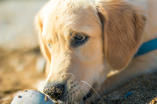 Close up portrait of curious golden retriever puppy dog ​​playing with beach sand and rocks with dirty nose and big ears

