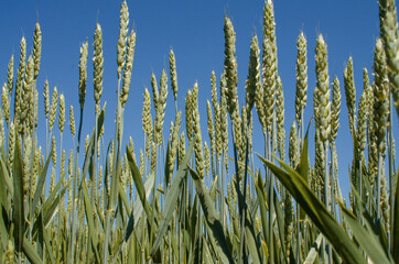 Fototapeta premium Spikelets of wheat growing outdoors, good harvest, very flour and bread