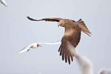 A black kite flying low above a lake between a group of seagulls