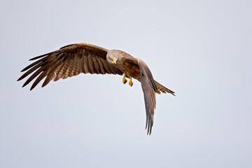 A black kite (Milvus migrans) flying in the morning light in Germany.
