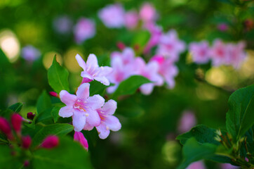 Fototapeta na wymiar Delicate white jasmine flowers for good aroma and relaxation outdoors