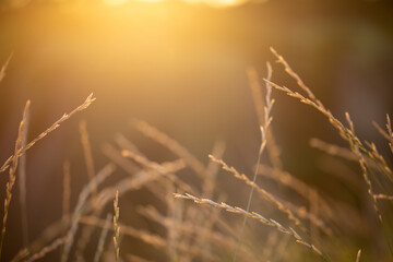 Beautiful background. Vanilla background. Background at sunset. Blurred background with nature and spikelets. Orange nature background. Place for text
