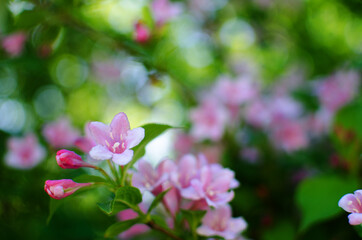 Fototapeta na wymiar Delicate white jasmine flowers for good aroma and relaxation outdoors