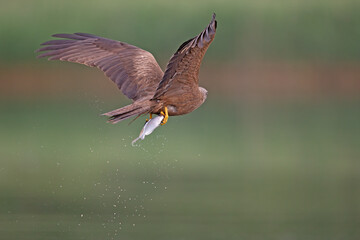 A black kite (Milvus migrans) flying with a just caught fish in Germany.