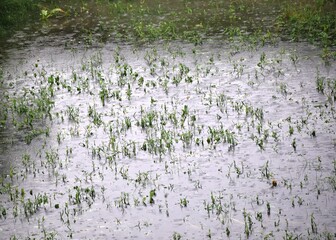 flood and rains