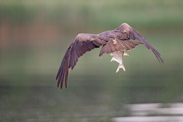 A black kite (Milvus migrans) flying with a just caught fish in Germany.