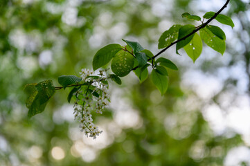 Prunus - White flowers with green leaves on the tree.