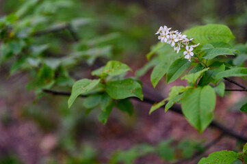 Prunus - White flowers with green leaves on the tree.