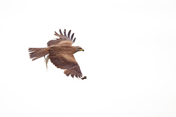 A black kite (Milvus migrans) flying with a just caught fish in Germany.